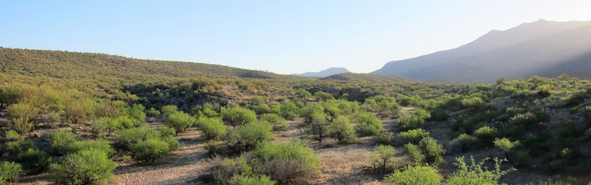 Conservation Lands System Coalition For Sonoran Desert Protection 1438