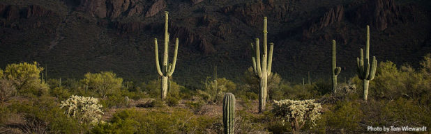 Interstate 11 Coalition For Sonoran Desert Protection