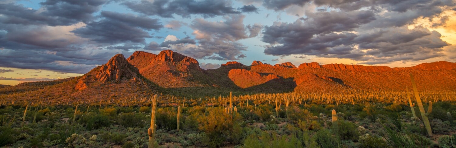 Coalition For Sonoran Desert Protection A Strong Voice For People And Wildlife 6628